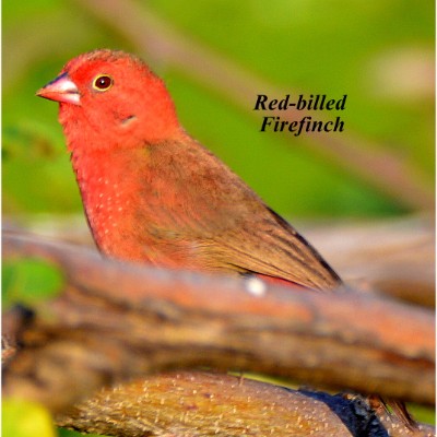 Red-billed Firefinch